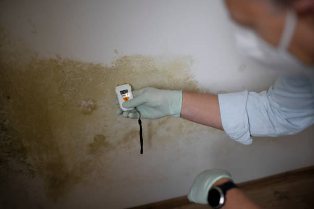 Best Health and Safety Mold Remediation in USA